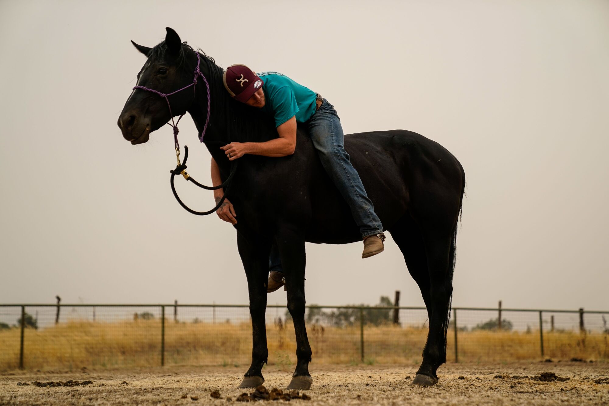 Jarad Jennings rests on Zoe before transporting horses that Gabrielle Kant rescued from her business at Shaver Stables.