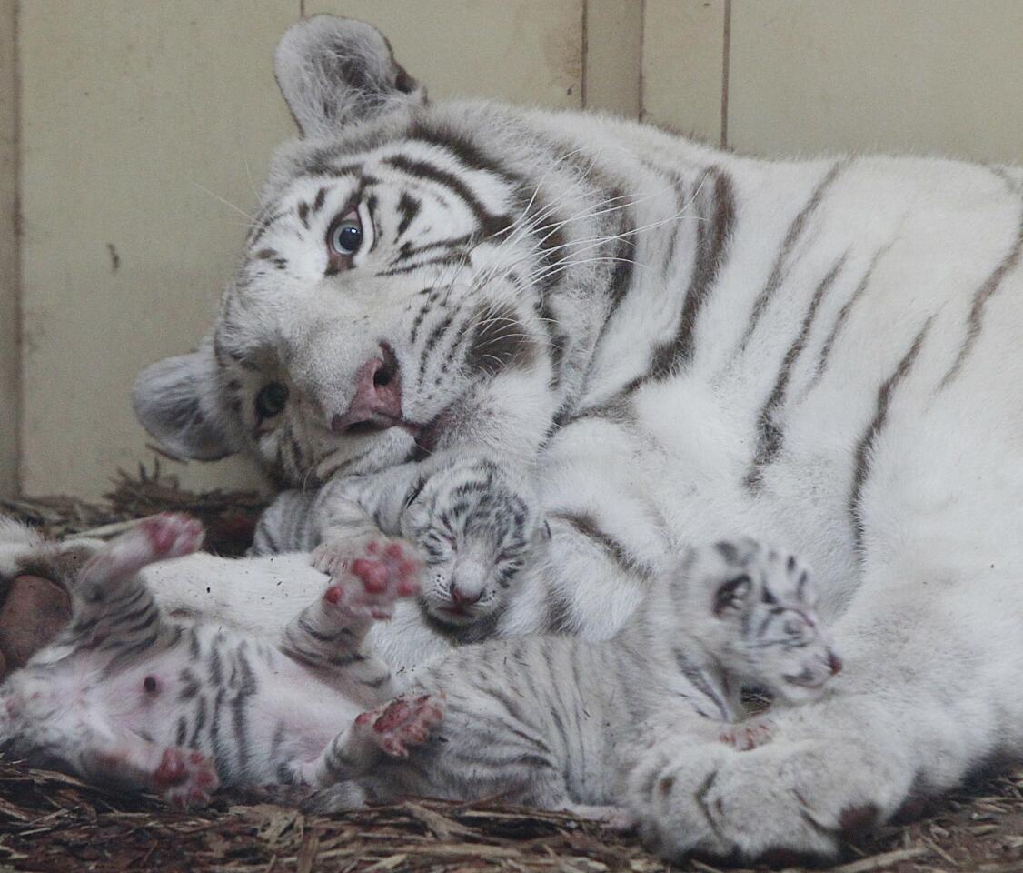 Three rare newborn white tigers lay with their mother Mandzi just hours after they were born at the private Zoo Safari in Borysew, Poland, on Sept. 22, 2016.