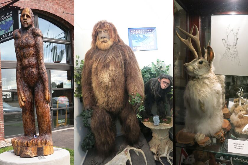 From left: A statue of Bigfoot outside the International Cryptozoology Museum; renderings of Bigfoot and an Orang Pendek ("wild short man") of Sumatra; and fake cryptids, including a "jackalope," a jackrabbit with antelope horns.