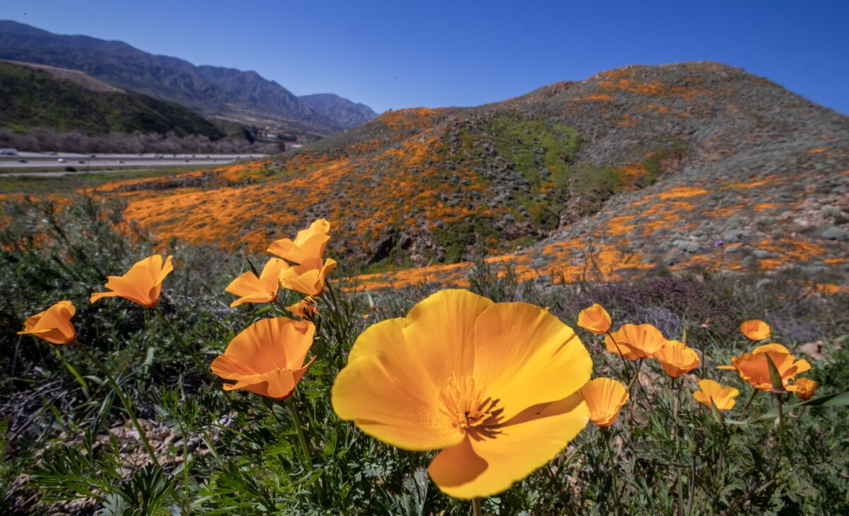 Clumps of orange poppies and green foliage dot a hillside.
