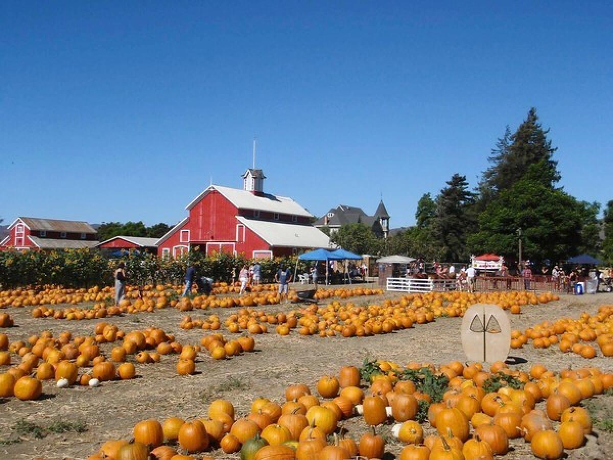The red barn still stands at Faulkner Farm, which transforms into a pumpkin patch extravaganza each fall.