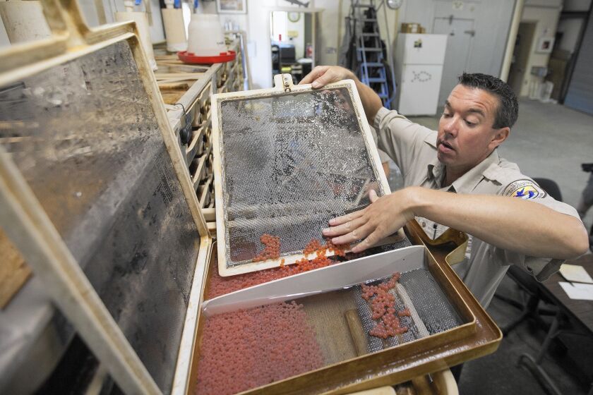 Fish culturalist Beau Hopkins stores winter-run salmon eggs after counting them at the Livingston Stone National Fish Hatchery north of Redding, Calif.