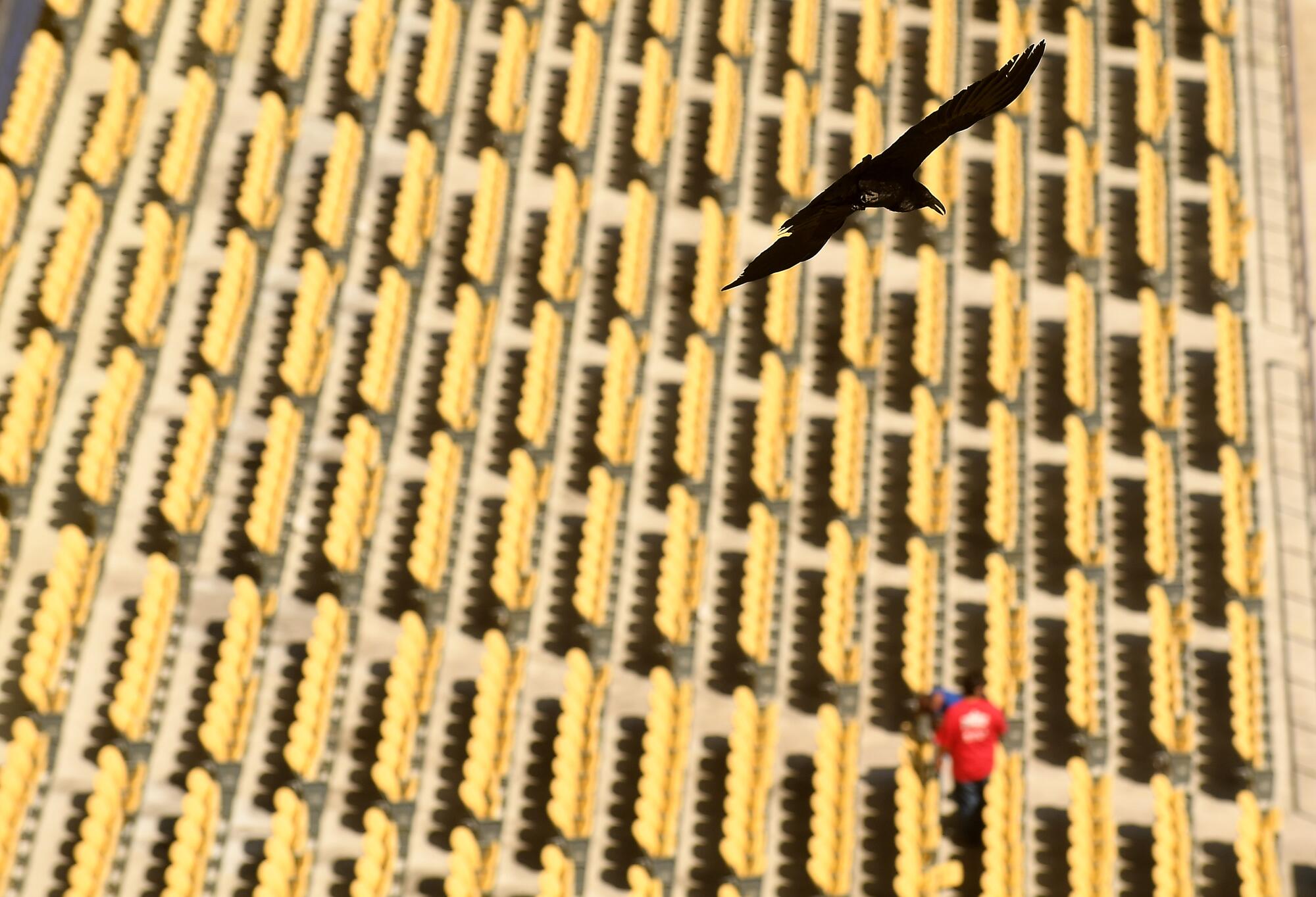 A crow flies over Dodger Stadium Thursday 