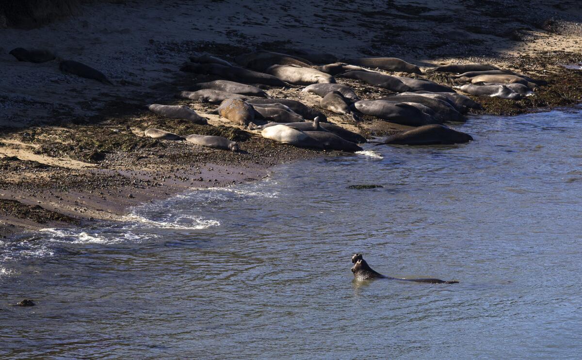 An elephant seal takes a swim as others nap in the setting sun at Chimney Rock in Iverness.