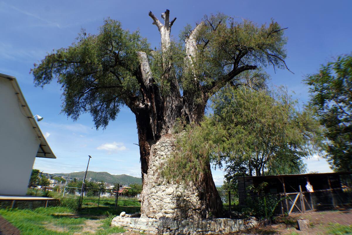Fotografía de un árbol de ahuehuete, el 25 de junio de 2022, en la ciudad de Oaxaca (México). 