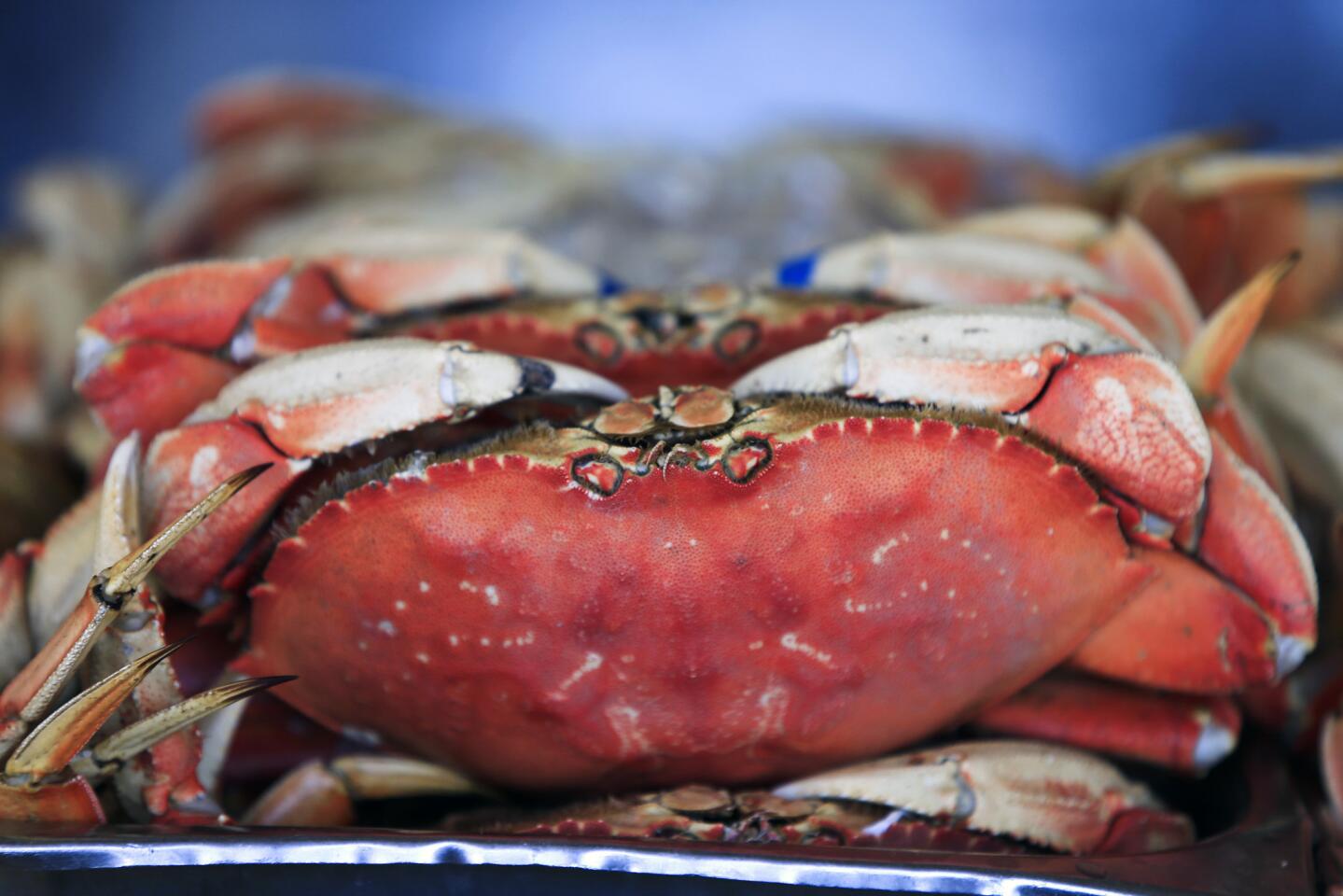 Crabs at Fisherman's Wharf, San Francisco.