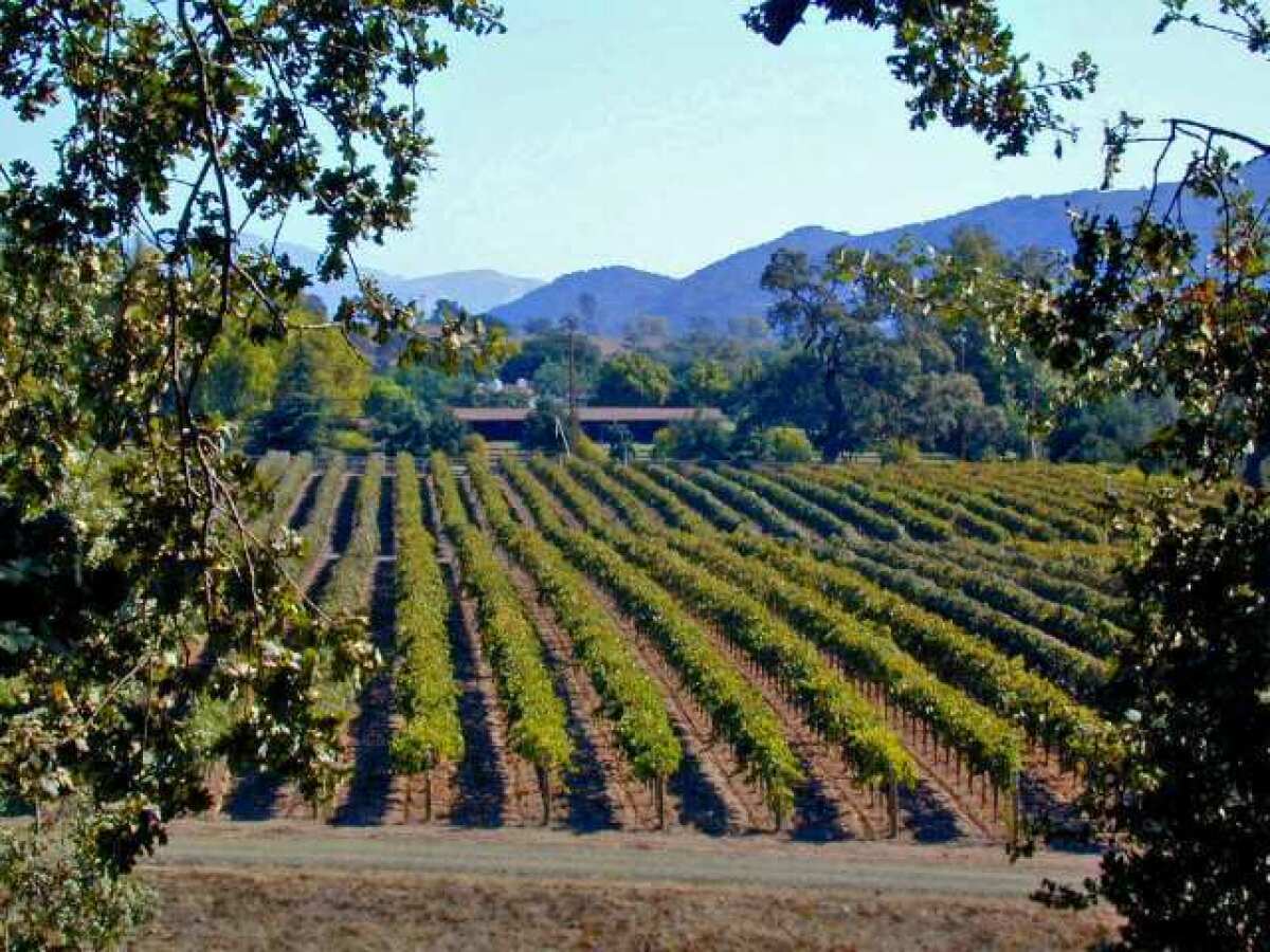 A view of one of the Foley Estates vineyards in Santa Barbara County. U.S. wine exports generated record high revenue of $1.55 billion in 2013.