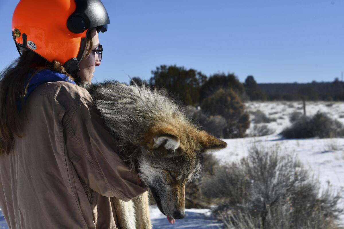 Grace Dougan, a U.S. Fish and Wildlife Service volunteer, carries a sedated wolf.
