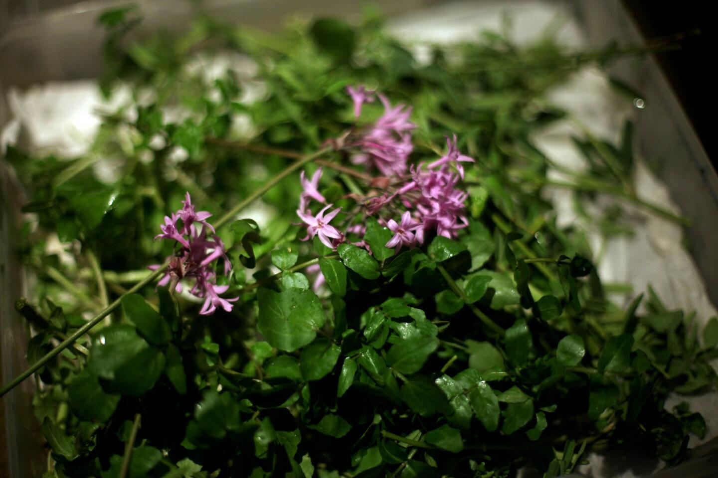 The freshest local ingredients, like these foraged herbs, are the centerpiece of the menu.