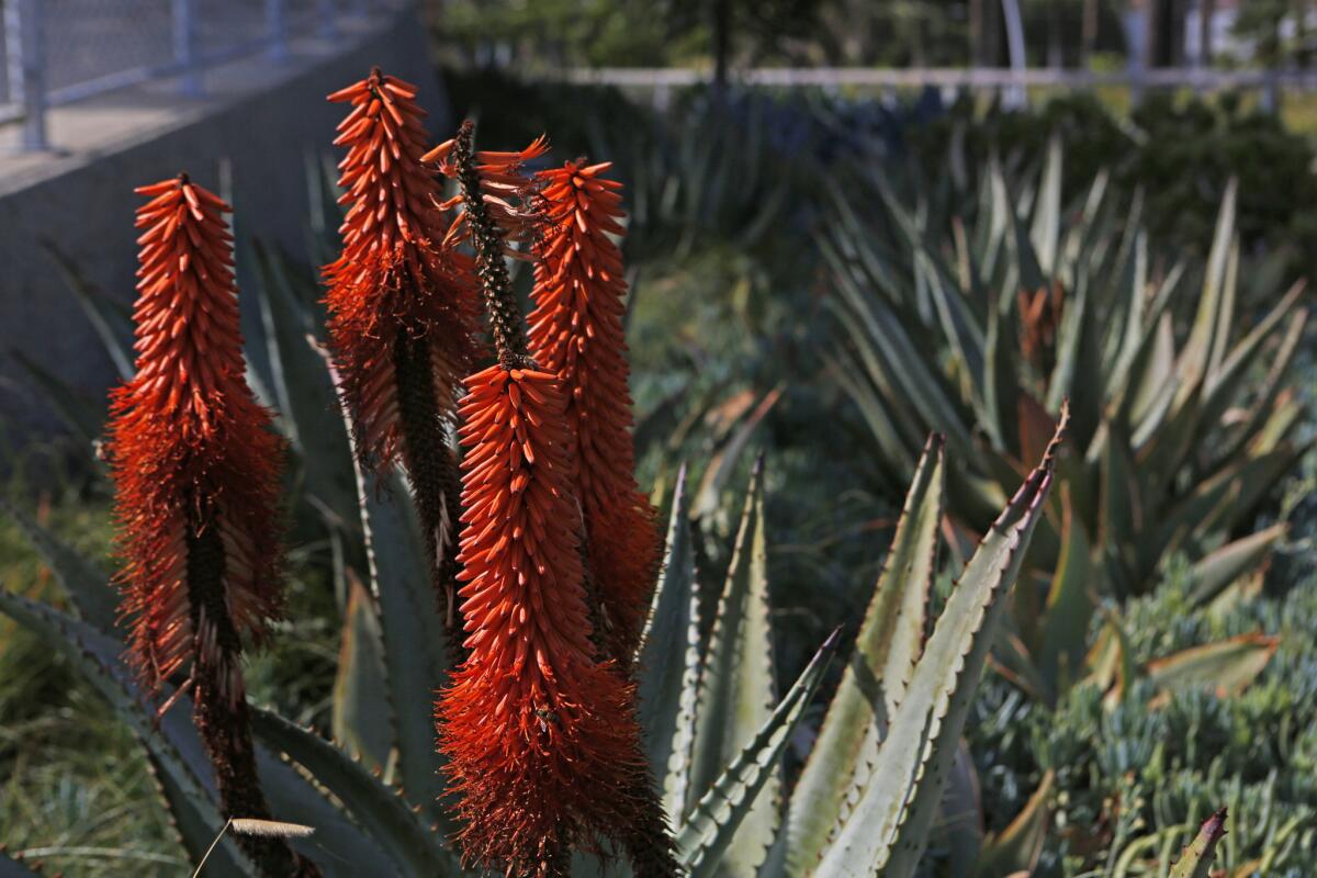 Fiery bitter aloe blooms amid a variety of succulents.