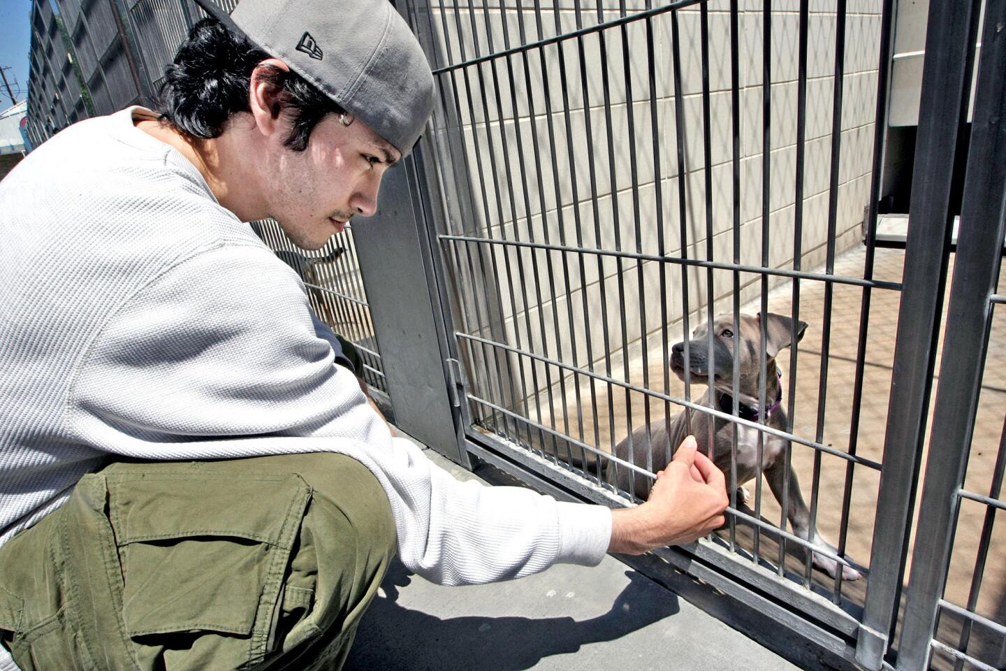 Hersson Mayolga talks to a puppy at the Burbank Animal Shelter on Tuesday, August 11, 2014. The shelter will join nearly 50 animal shelters across Southern California participating in "Clear the Shelters," a daylong adoption event. On Aug. 15, the adoption fee for all dogs and cats will be reduced to $20, and the shelter will hold extended adoption hours from 9 a.m. to 6 p.m.
