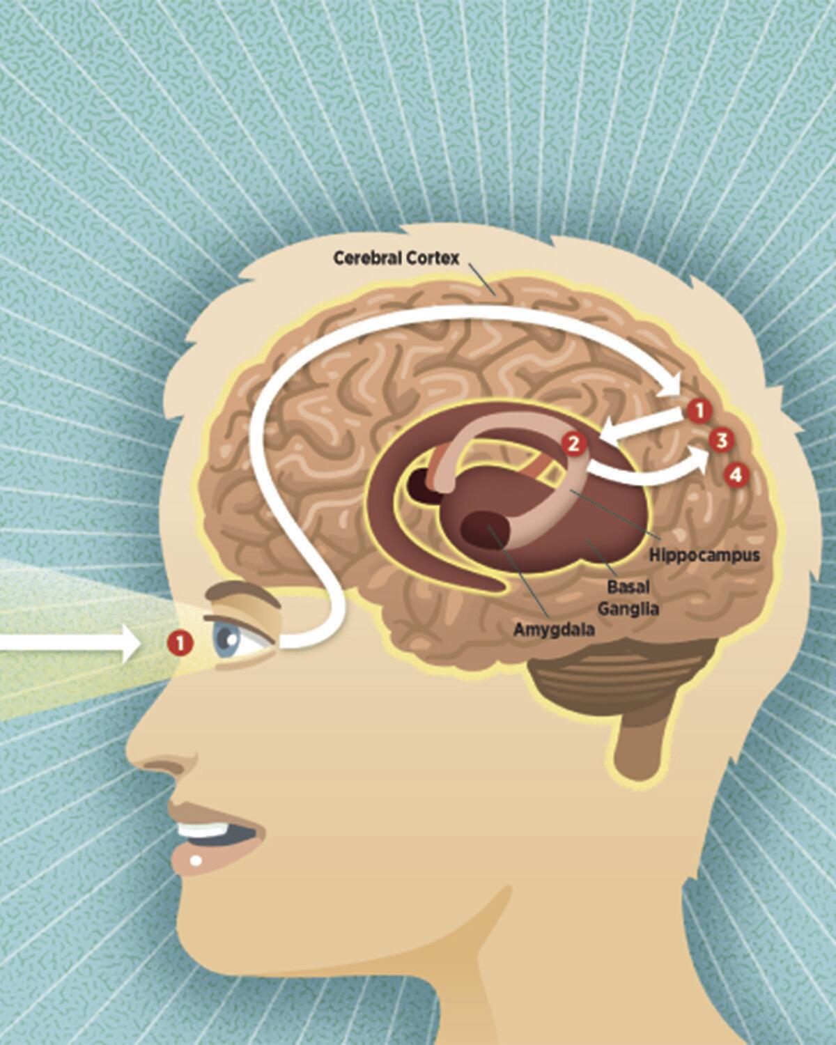 Follow the steps to see how the brain makes a memory. ( Peter and Maria Hoey / For The Times)