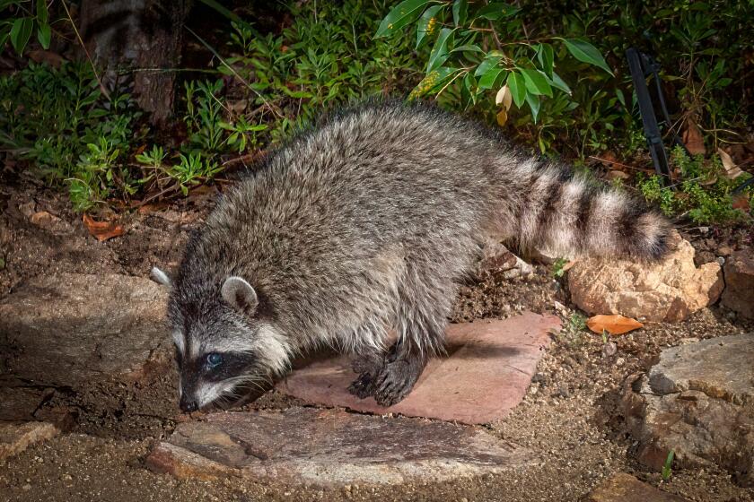 A raccoon forages for food at night.