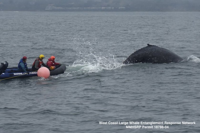 Long Marine Lab Marine Mammal Stranding Network - Long Marine Lab Stranding  Network