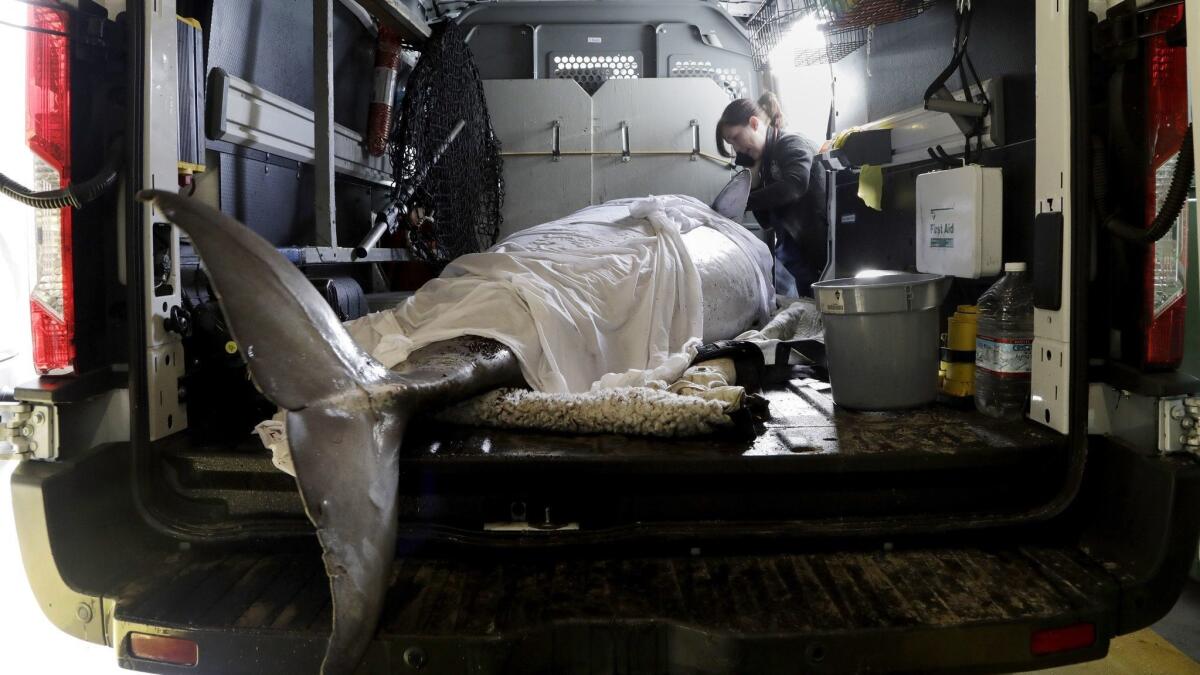 Dr. Stephany Lewis, a veterinarian with the California Wildlife Center, assesses a sick pygmy sperm whale that washed ashore at Zuma Beach in Malibu on Friday. The animal was later euthanized.