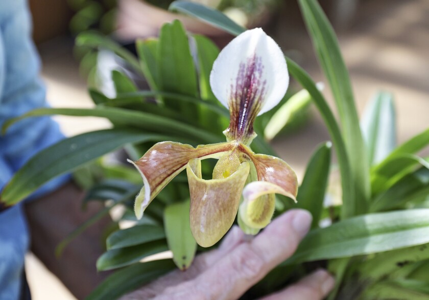 paph.  villosum — commonly, Slipper Orchid — is noted for its glossy flower.