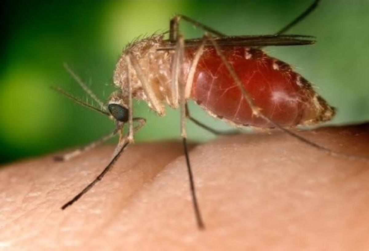 Closeup of a mosquito  biting someone.