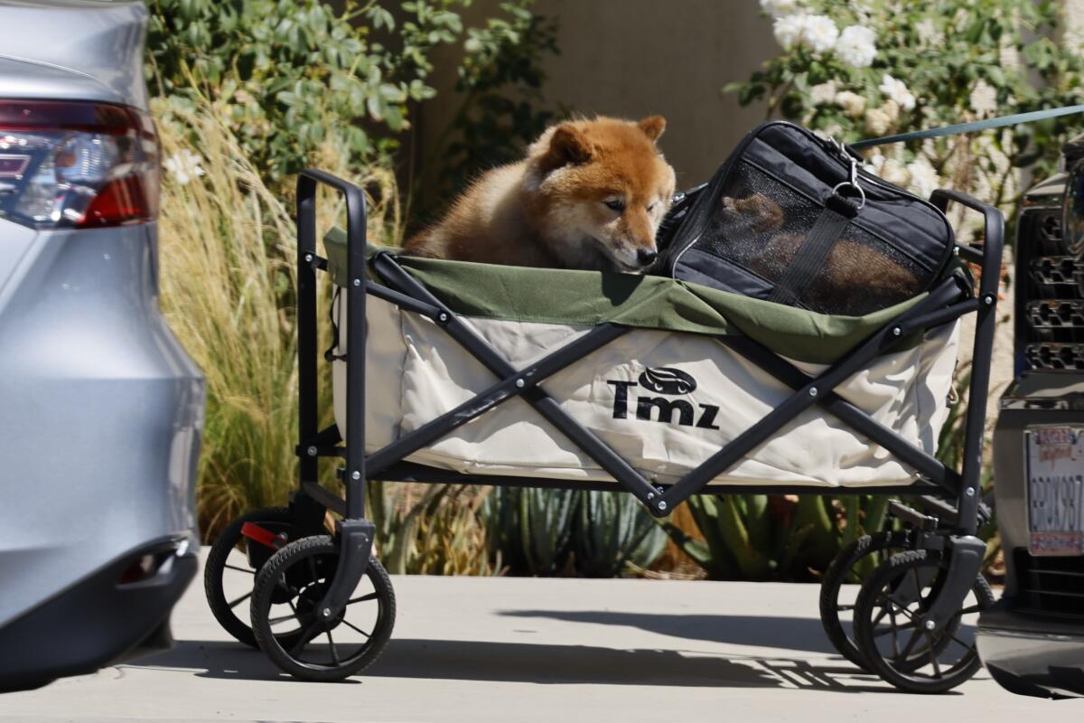 Trabuco Canyon residents evacuate with their luggage and pets as the Airport fire prompt evacuations. 