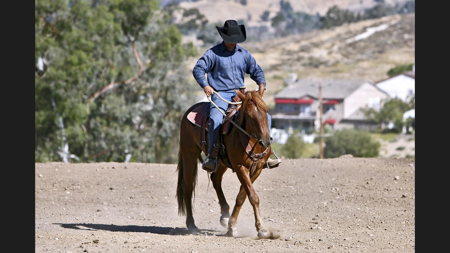 Photo Gallery: Young man is a veteran at training difficult wild Mustangs