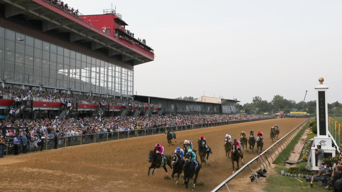The field heads into the first turn during the 144th running of the Preakness Stakes at Pimlico Race Course on Saturday.