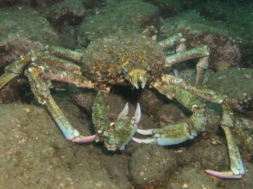 Sheep crab can be found at La Jolla Shores and Canyon from 20 to 100 feet deep.
