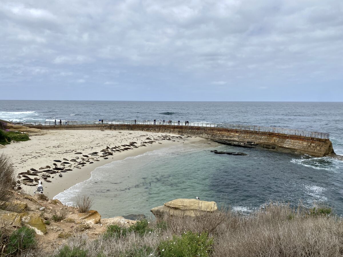 The Children's Pool in La Jolla opened in 1931 to provide a wave-free shoreline for children, protected by a seawall.