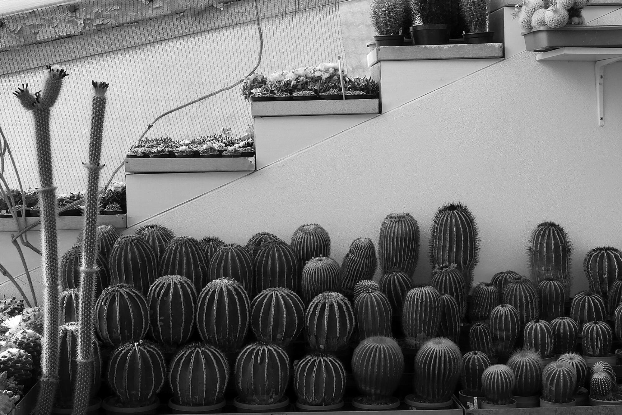 A collection of cacti  lines a wall and stairs in a black and white photo