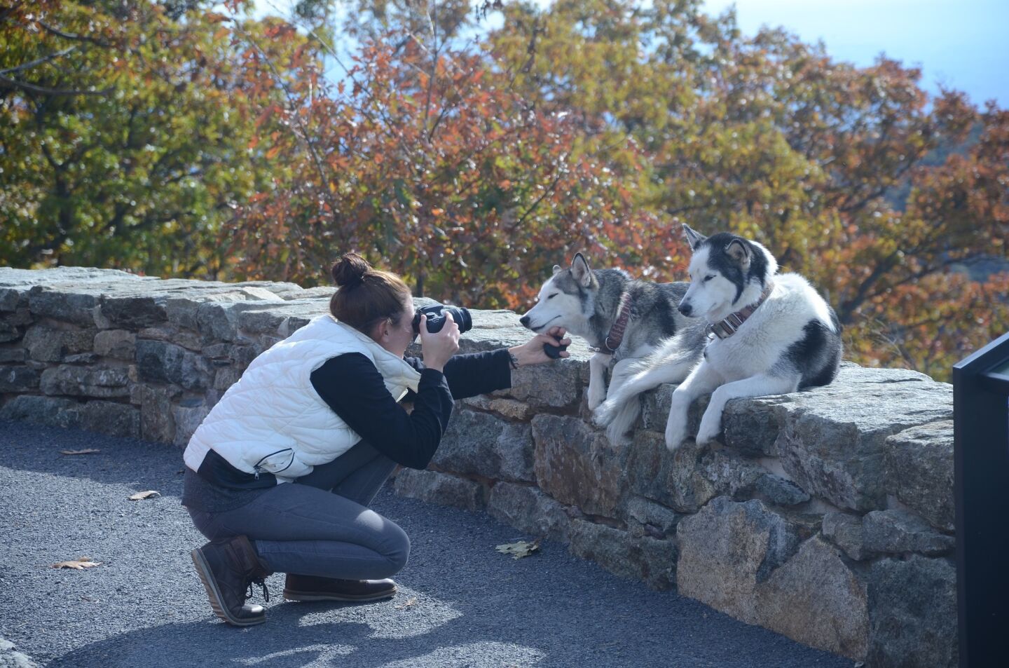 Megan Soffer of Washington, D.C., seizes a photo op Oct. 20 with her Siberian huskies, Ava and Maya, along Shenandoah National Park's Skyline Drive between Luray and Sperryville, Va.