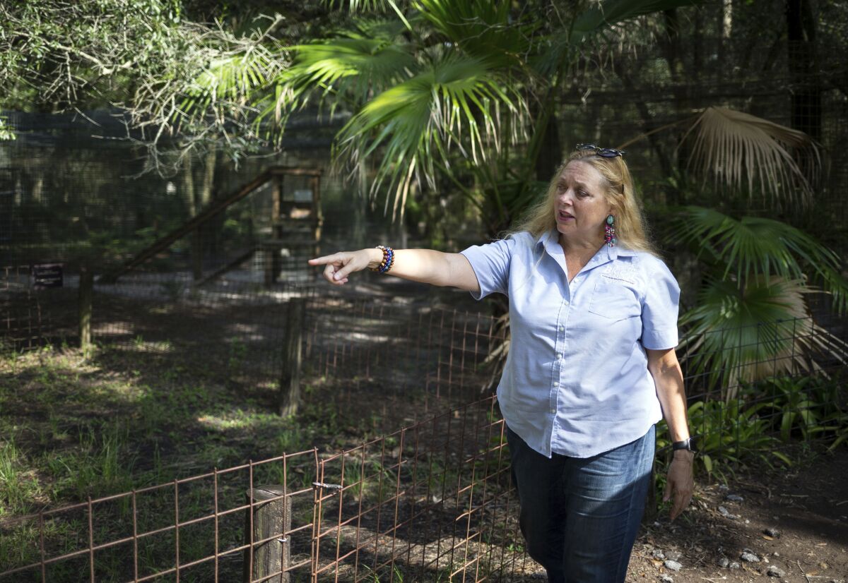 FILE - In this July 20, 2017, file photo, Carole Baskin, founder of Big Cat Rescue, walks the property near Tampa, Fla. The family of Don Lewis, a Florida man who disappeared in 1997 and who appeared on the hit TV series “Tiger King,” has hired a lawyer and is offering $100,000 in exchange for information to help solve the case. Attorney John Phillips held a news conference Monday, Aug. 10, 2020 and announced the investigation into Don Lewis’ disappearance. (Loren Elliott/Tampa Bay Times via AP, File)