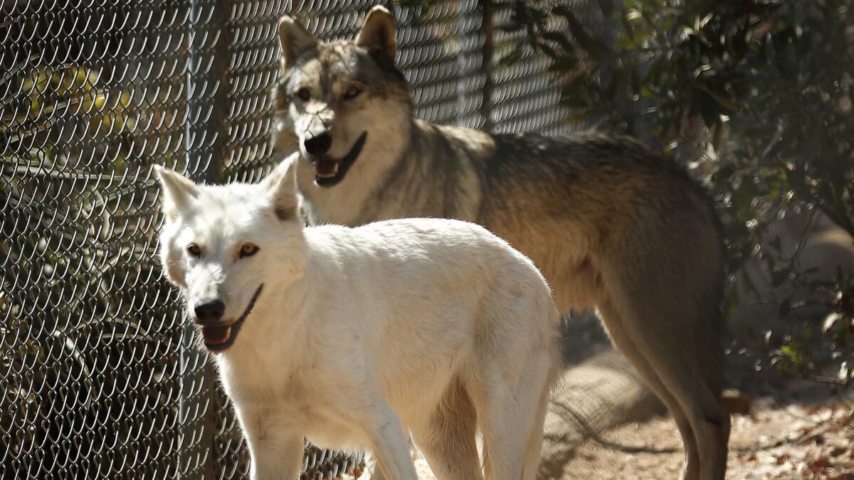 Khione, left, a female wolf, and Windwalker, a male wolf, at the Wildlife Waystation on Friday.