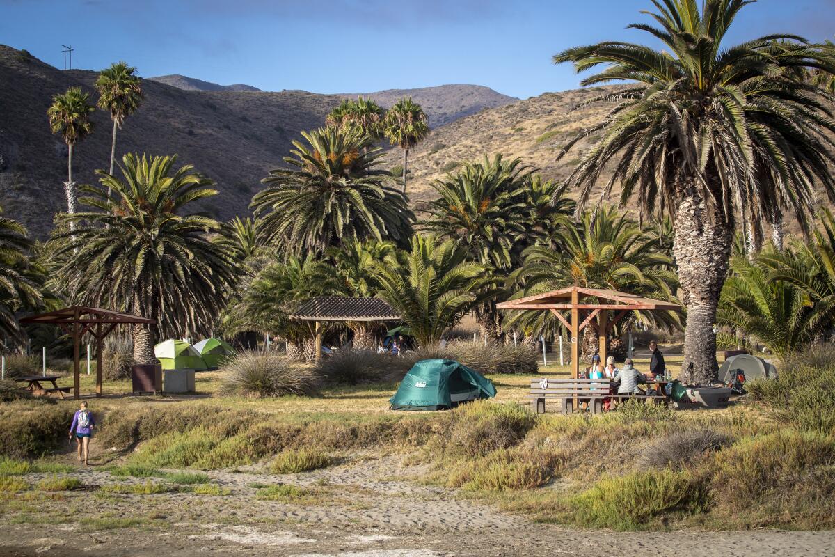 Campsites amid palm trees in Little Harbor.