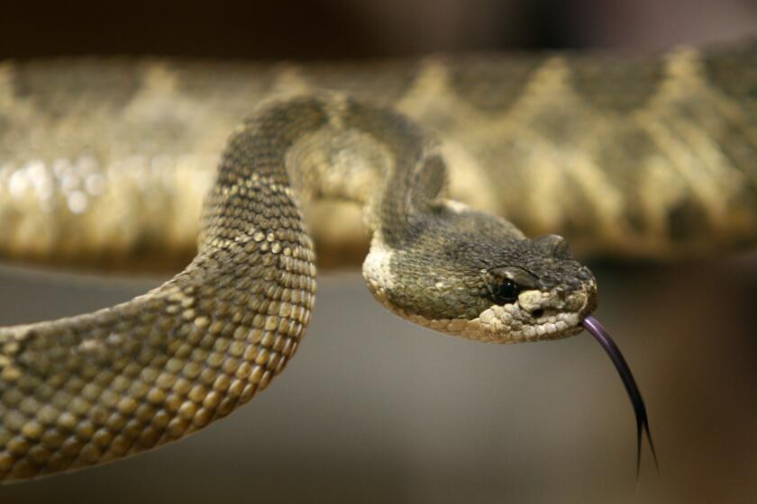 A Northern Pacific rattlesnake recovered by the Sonoma County Reptile Rescue center checks its surroundings in Sebastopol, Calif., on Friday, June 26, 2009. (Photo By Paul Chinn/The San Francisco Chronicle via Getty Images)