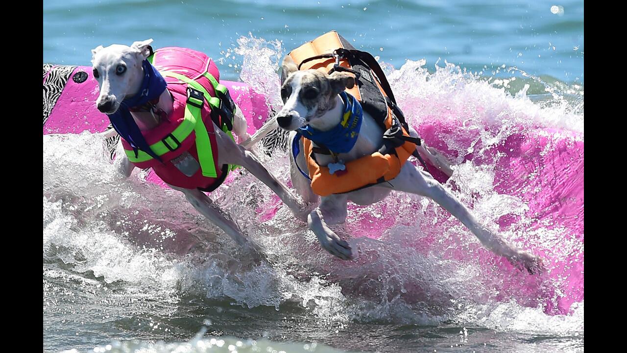 Unleashed Surf City Surf Dog contest