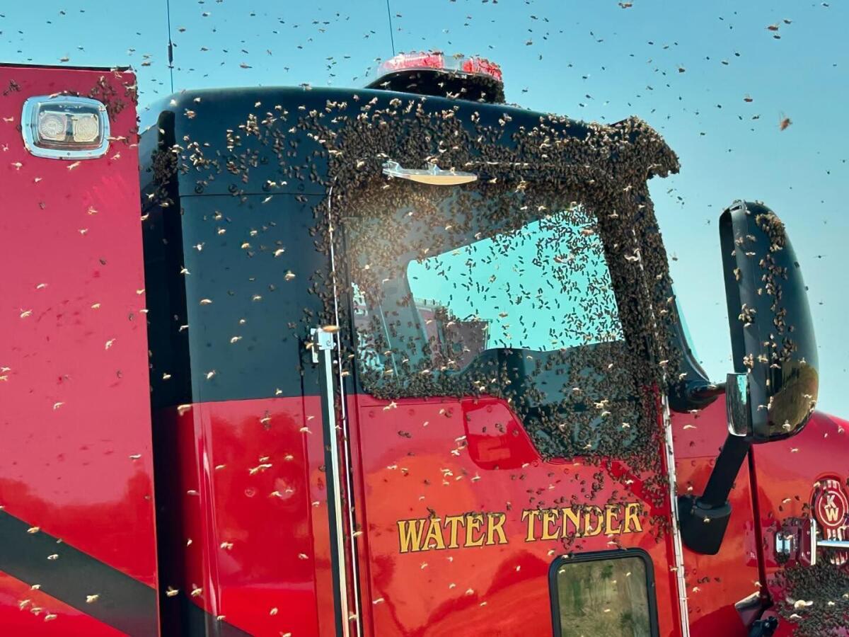 Bees swarm a Modesto Fire Department truck on Sept. 5. 