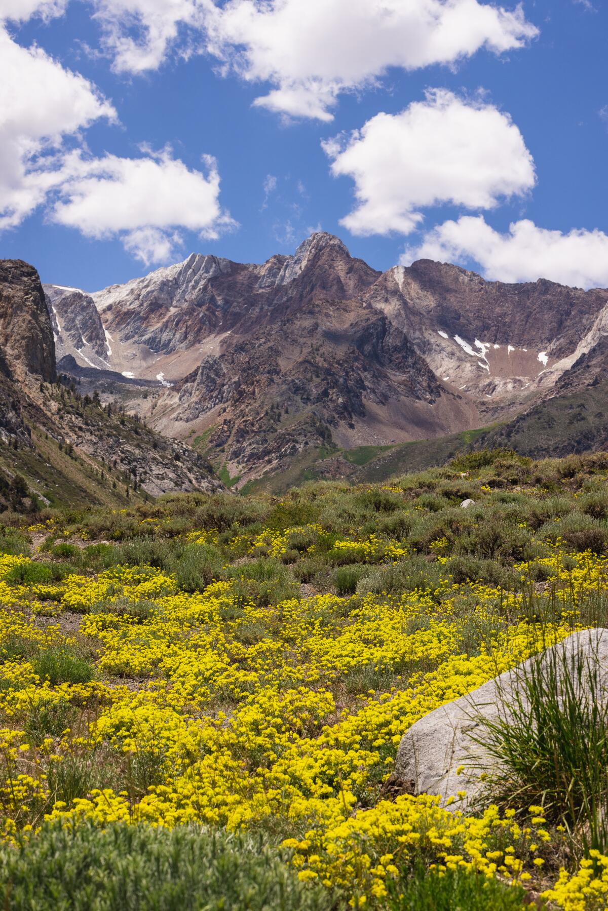 A field of yellow wildflowers spreads out in front of tall, rocky mountains.