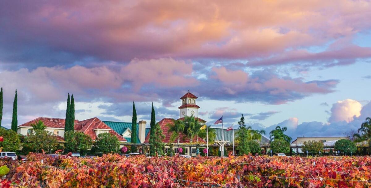 Vineyards at South Coast Winery Resort & Spa in fall colors.