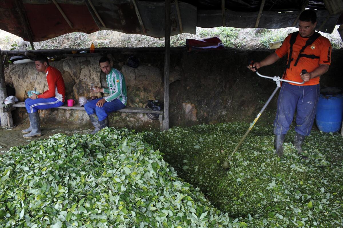 ARCHIVO - Edgar tritura hojas de coca mientras los trabajadores que cosechan las hojas desayunan en la región