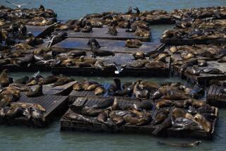 Sea lions are seen on rafts along Pier 39, Thursday, May 2, 2024, in San Francisco. (AP Photo/Godofredo A. Vásquez)