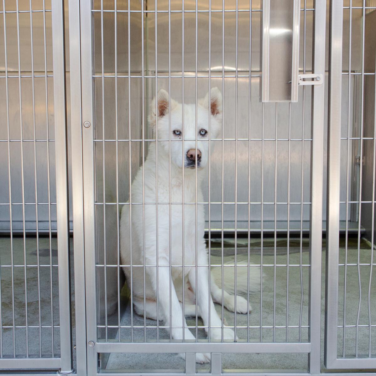 White dog in a kennel