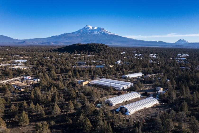 MT. SHASTA VISTA, CA - January 14, 2022: Aerial view of illicit greenhouses crowding the landscape among pinons and sage in the rural subdivision on Friday, Jan. 14, 2022 in Mt. Shasta Vista, CA. (Brian van der Brug / Los Angeles Times)