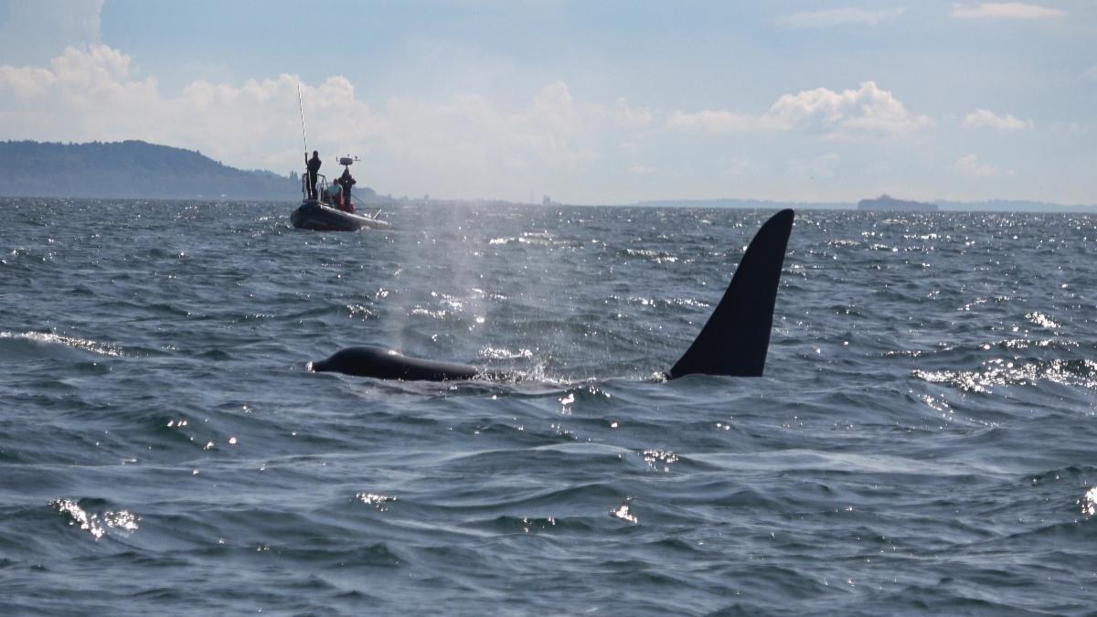 An adult male Southern Resident killer whale being tracked by a research vessel.