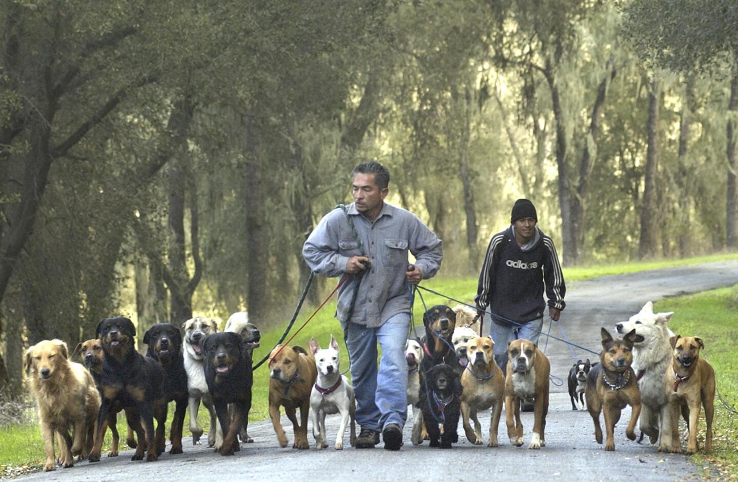 'Dog Whisperer' Cesar Millan