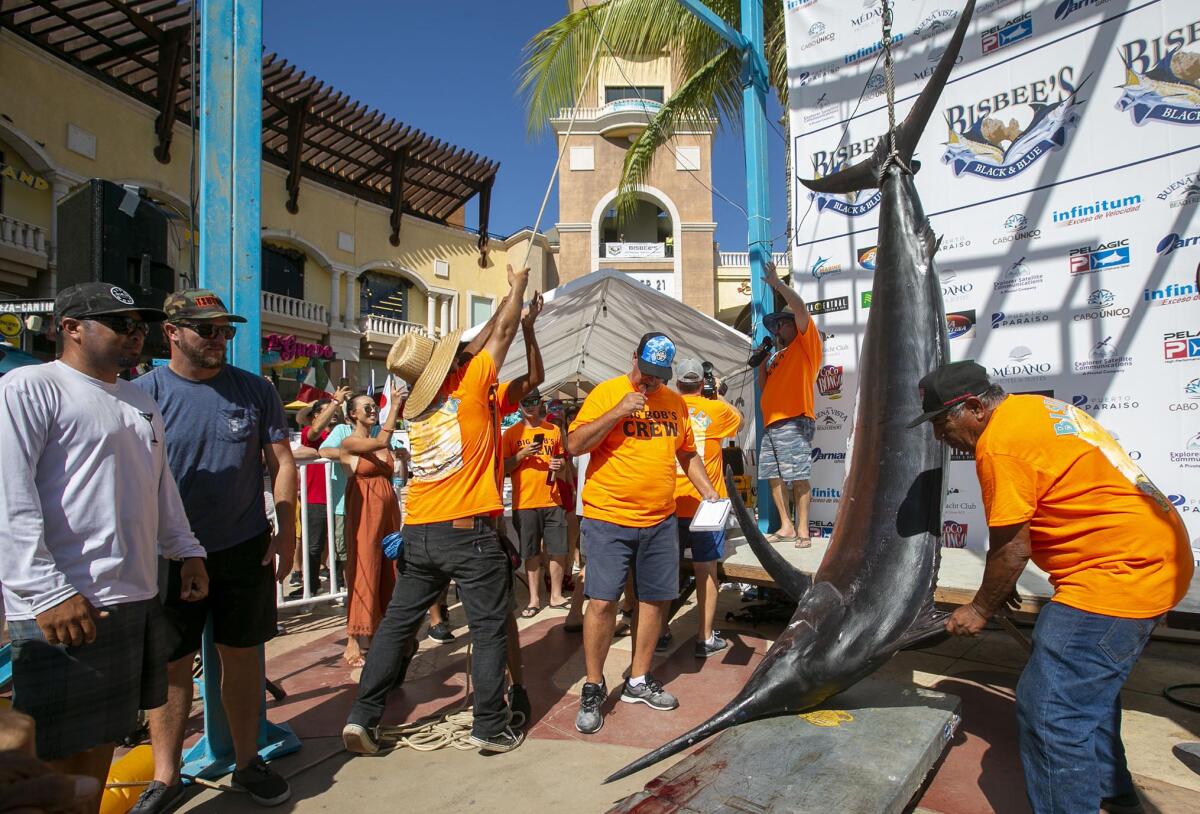 A 466-pound black marlin is hoisted to the scale.