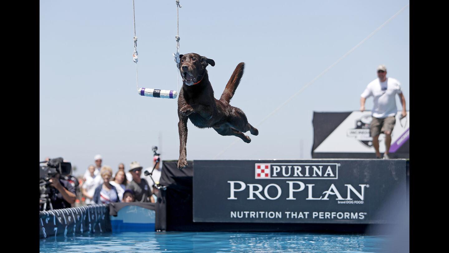 Photo Gallery: Purina Pro Plan Incredible Dog Challenge