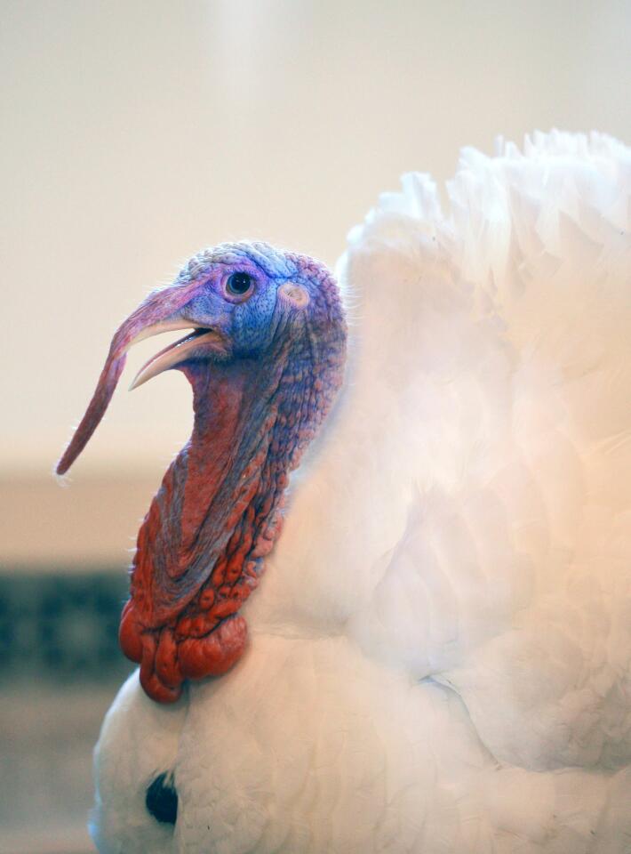 The National Thanksgiving Turkey "Cheese" is seen before the annual Thanksgiving turkey pardon ceremony Nov. 26 at the White House.