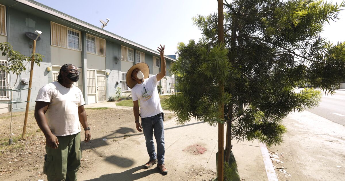 L.A. needs 90,000 trees to battle extreme heat. Will residents step up to plant them?