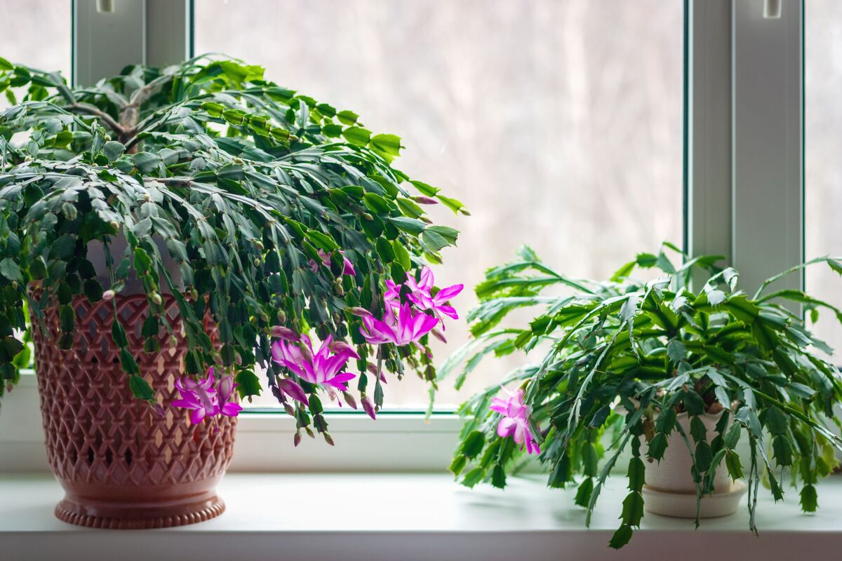 The Thanksgiving cactus produces pink, white, salmon or violet flowers.