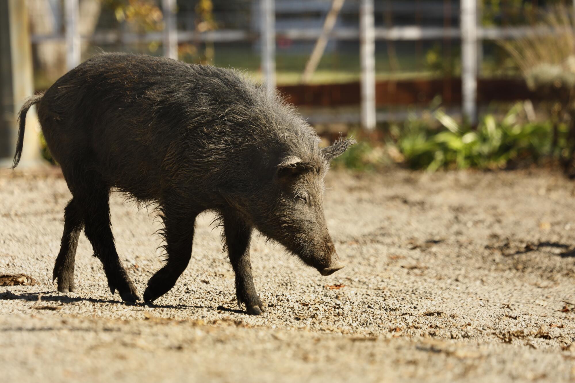 A pig walks around a park