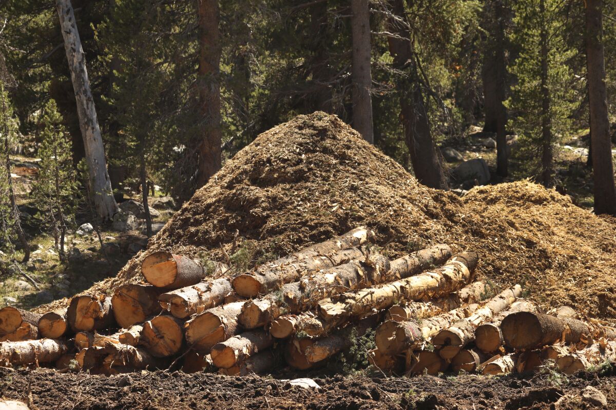 Cut trees are piled up in a forest