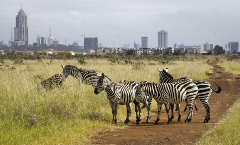 Zebras in foreground and Nairobi skyline in background